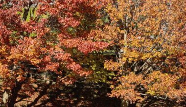 39th Arrowtown Autumn Festival celebrated in New Zealand-Xinhua