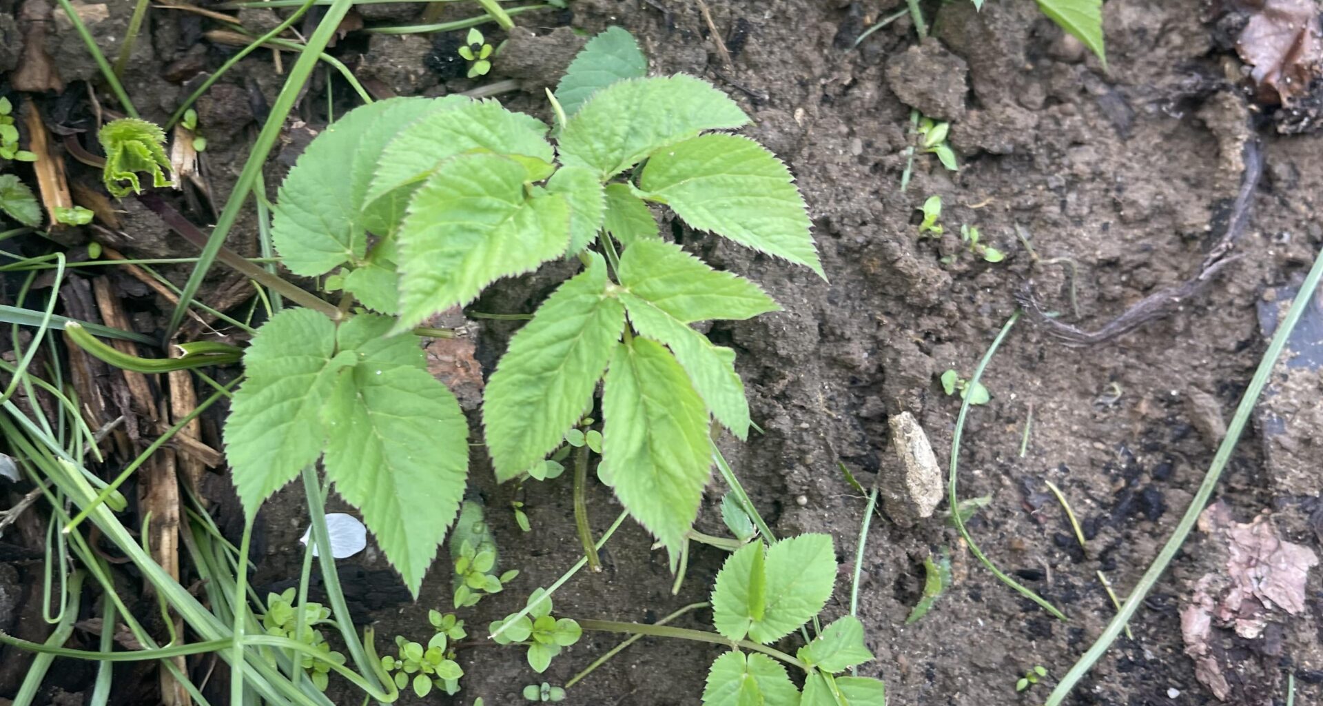 Wie werde ich dieses Unkraut los?