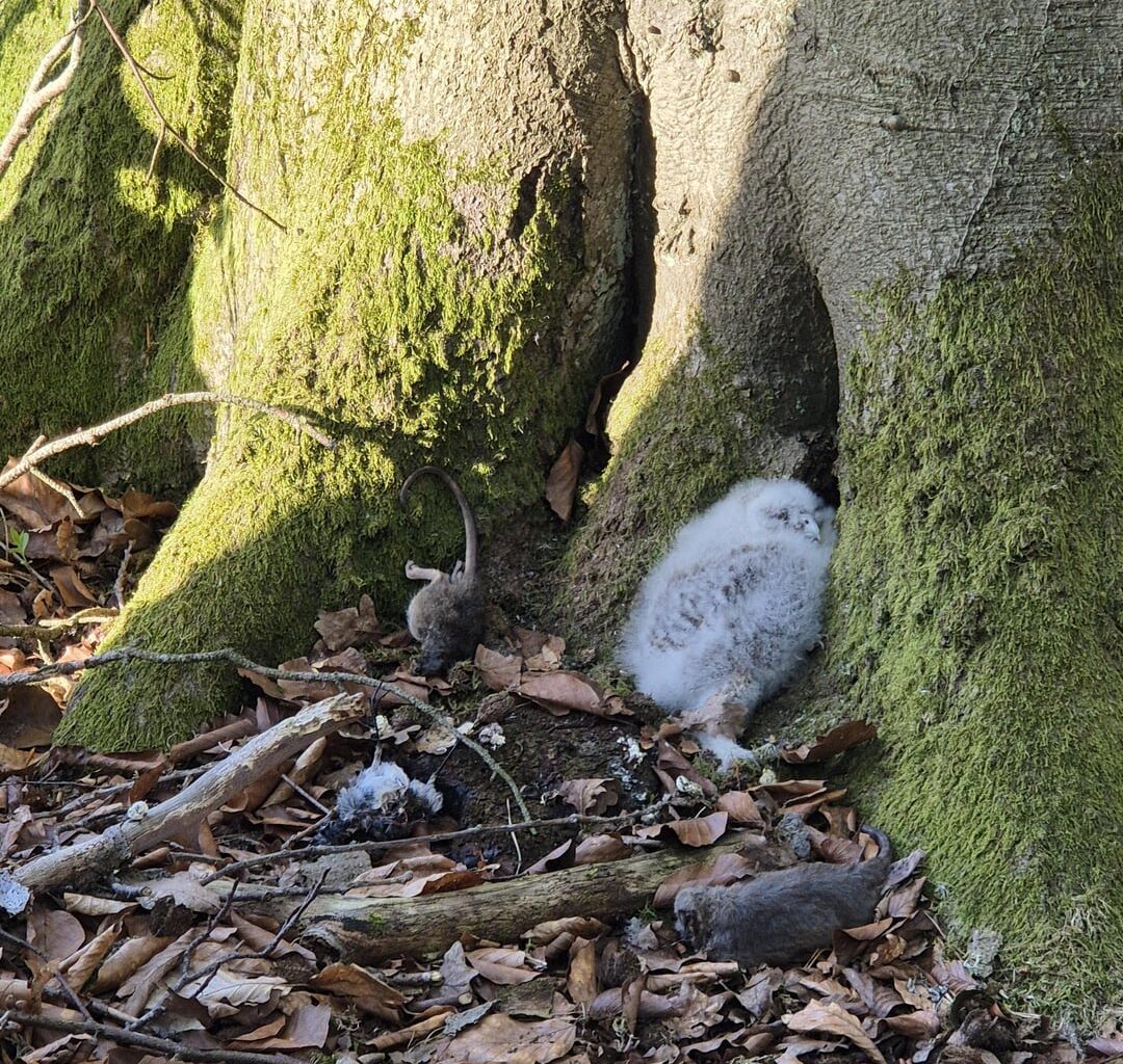 Kleinen Eulen-Freund im Wald gefunden