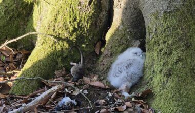Kleinen Eulen-Freund im Wald gefunden