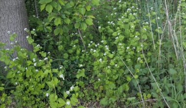Knoblauchsrauke- lecker, gesund und reichlich vorhanden. Aber kennt jemand tatsächliche Rezepte damit?