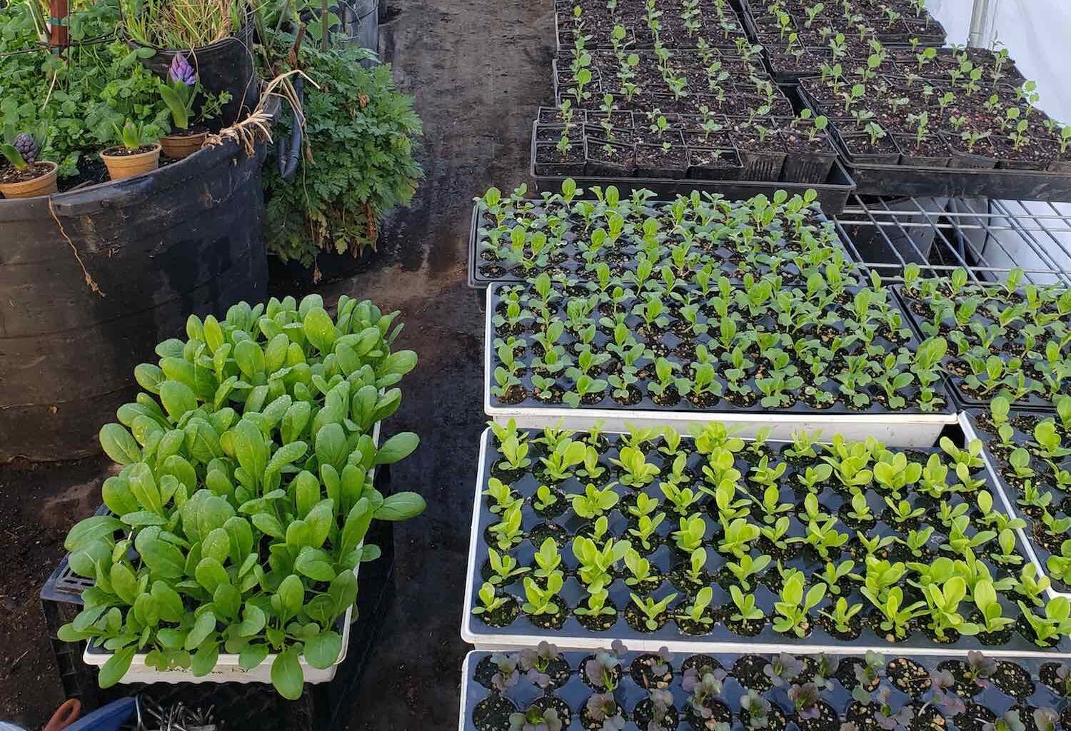 O'Neill: Planning out bed space and rotations means keeping up with sowing and prep • The Mendocino Voice