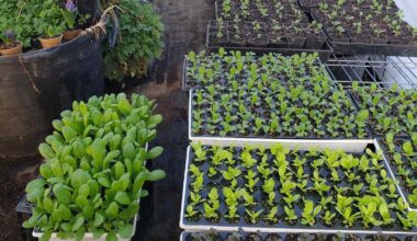 O'Neill: Planning out bed space and rotations means keeping up with sowing and prep • The Mendocino Voice