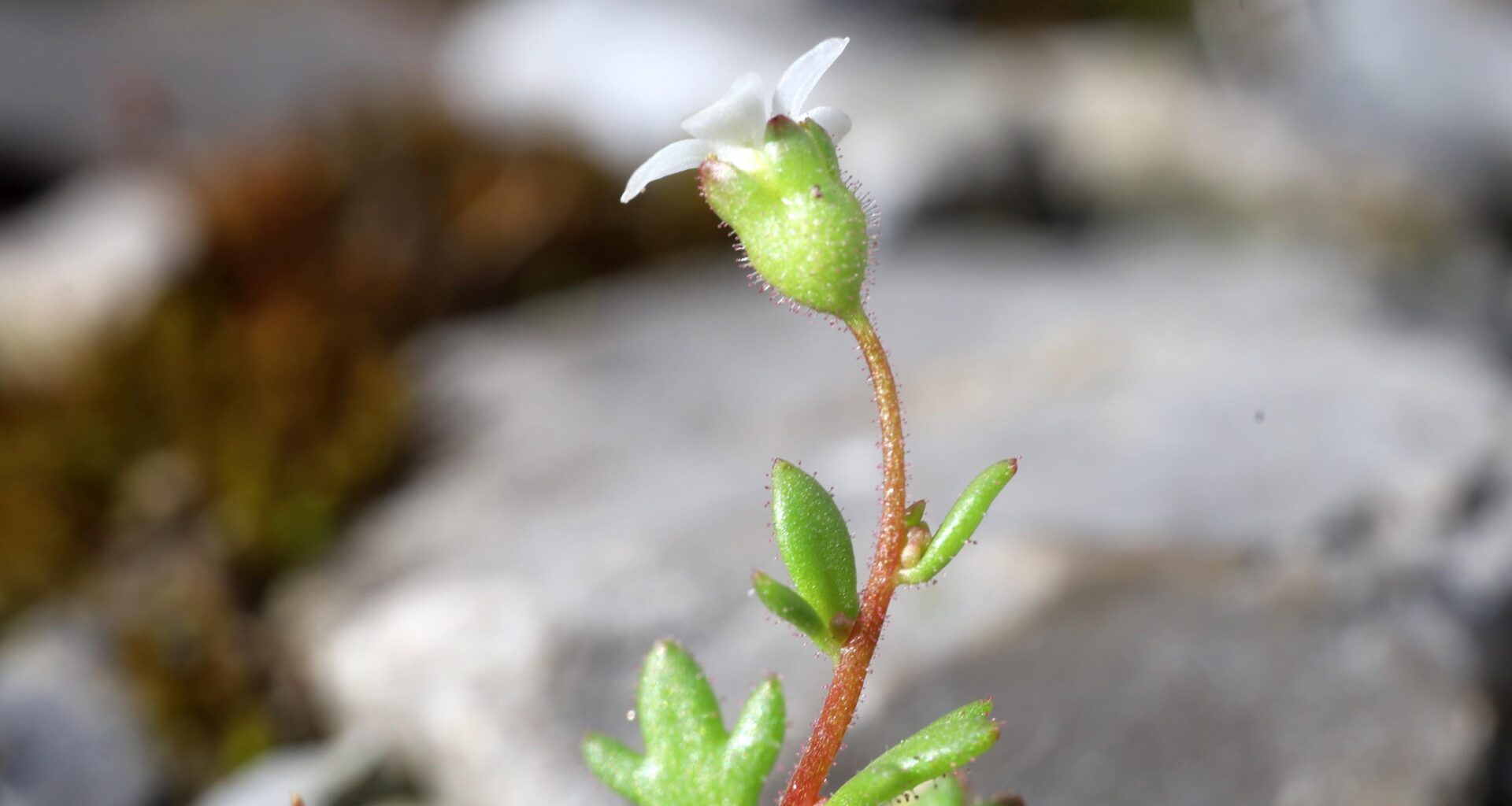 Dreifinger-Steinbrech in meiner Hofeinfahrt