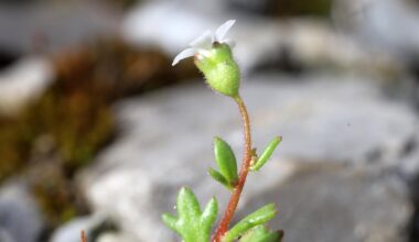 Dreifinger-Steinbrech in meiner Hofeinfahrt