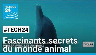 Quand l'intelligence artificielle aide à percer les secrets des animaux • FRANCE 24