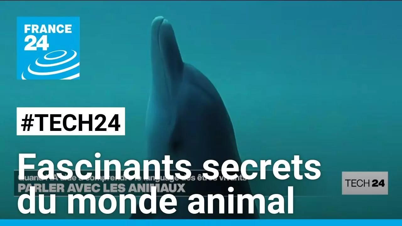 Quand l'intelligence artificielle aide à percer les secrets des animaux • FRANCE 24