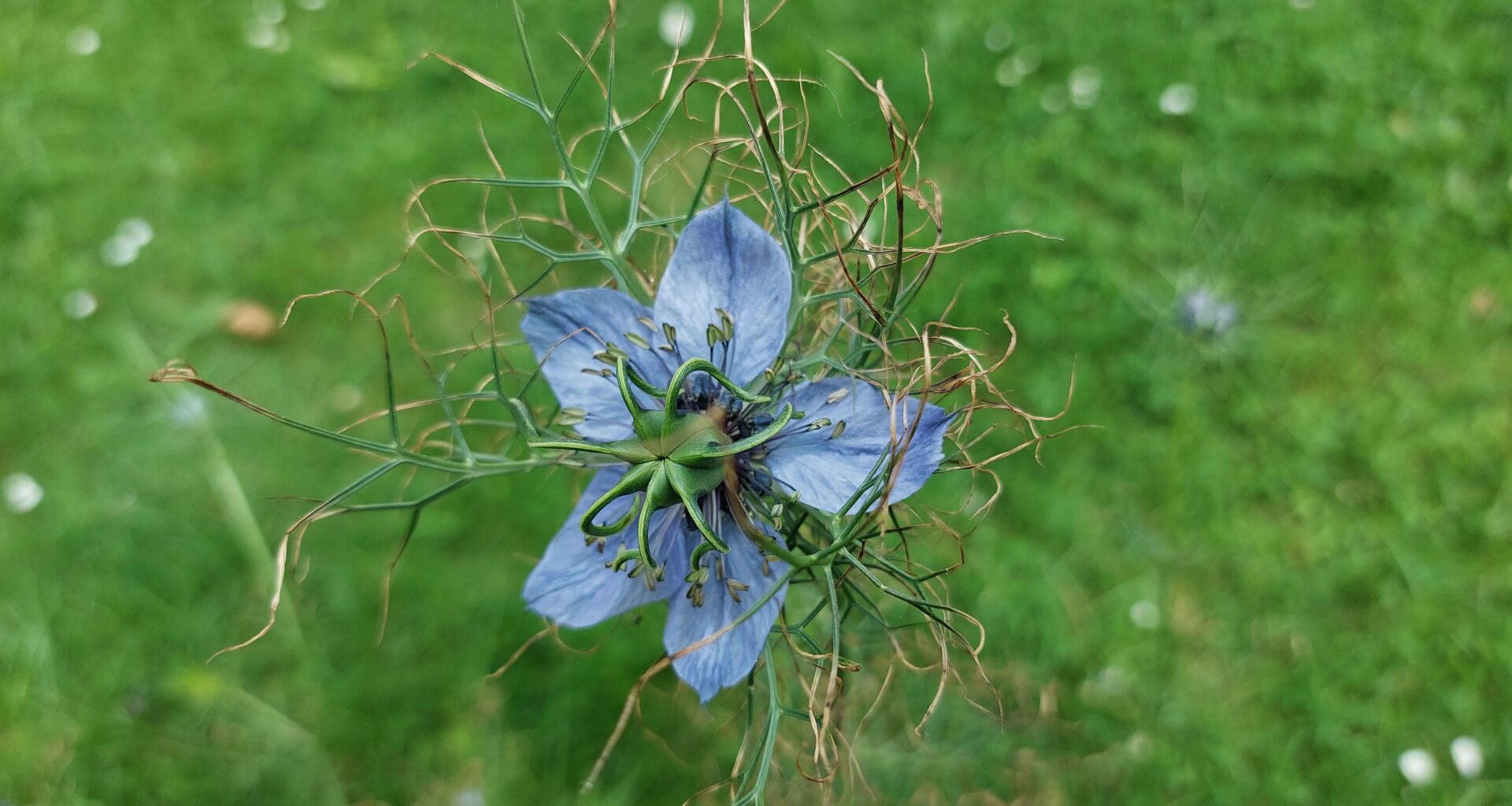 Was ist das für eine blaue Blume?