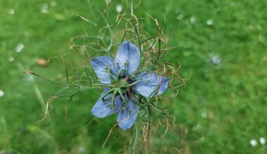 Was ist das für eine blaue Blume?
