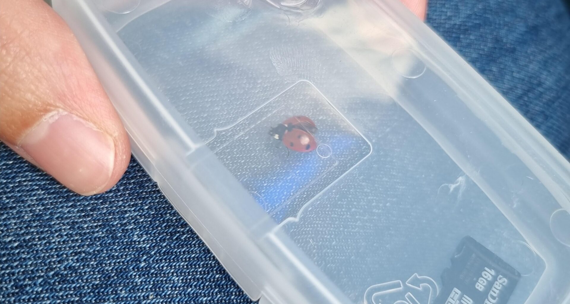 Caught the ladybird that was on the bus and imprisoned it in this earplug case ready for realise at my stop