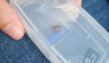 Caught the ladybird that was on the bus and imprisoned it in this earplug case ready for realise at my stop