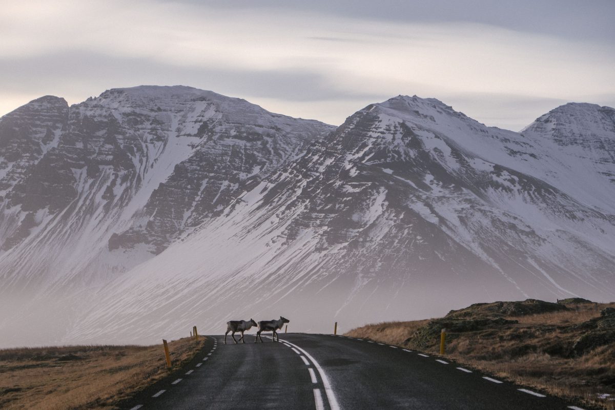 From Iceland — Reindeer Seen Swimming Near Djúpavogur