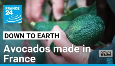 Fancy an avocado? Try a French one! • FRANCE 24 English