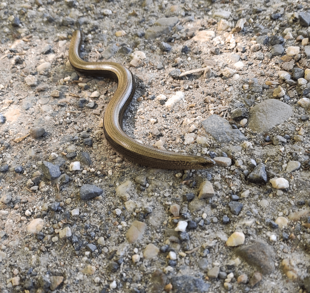 Endlich eine Blindschleiche gesehen