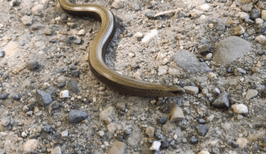 Endlich eine Blindschleiche gesehen