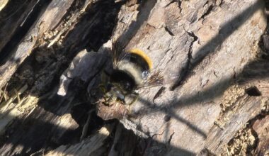 Sehr seltene Schwebfliege entdeckt