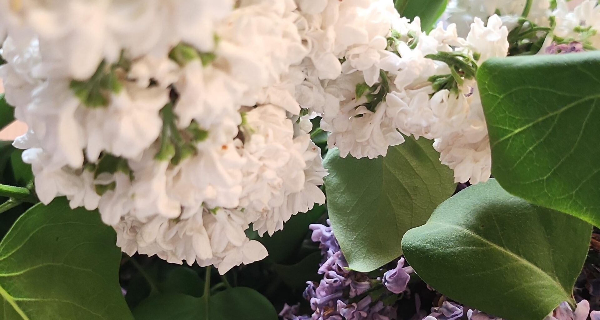 Was für Blumen sind die im Bild?
