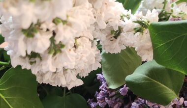 Was für Blumen sind die im Bild?