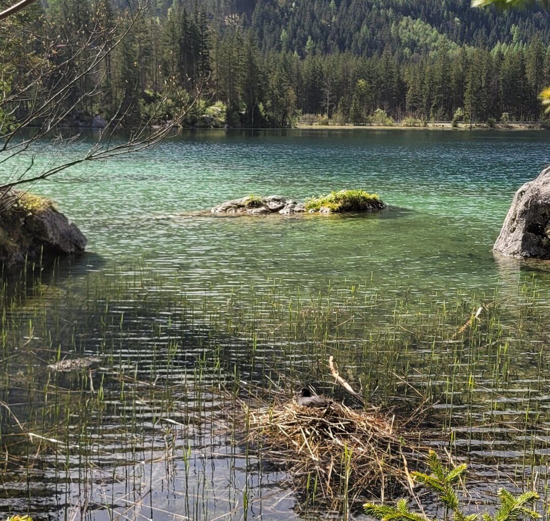 Brütendes Blässhuhn