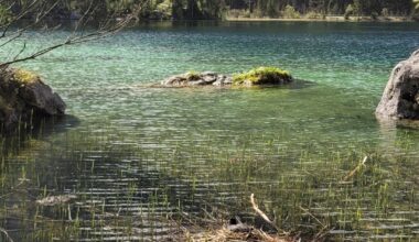 Brütendes Blässhuhn