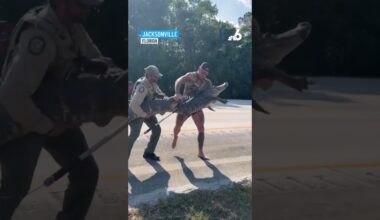 Barefoot gator-wrangler traps 8-foot gator along I-95 in Florida