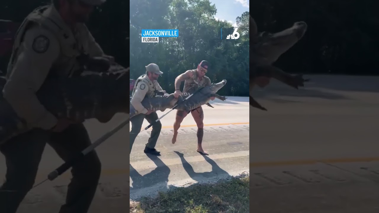Barefoot gator-wrangler traps 8-foot gator along I-95 in Florida