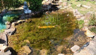 Teich von Algen befreien
