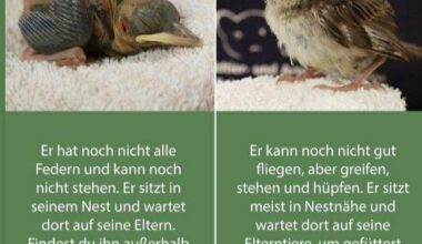 PSA - Alle Jahre wieder: bitte keine Vogelbabys entführen!
