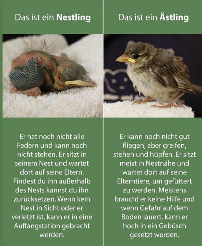 PSA - Alle Jahre wieder: bitte keine Vogelbabys entführen!