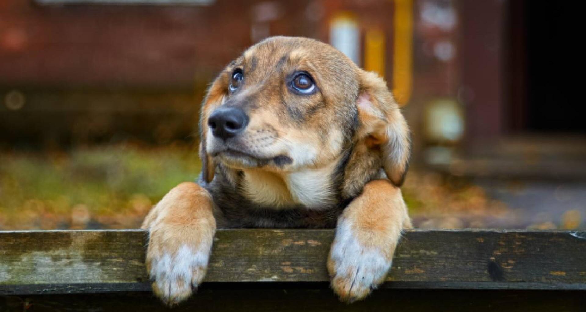 ОДОБРЕНО: По-сурови наказания за изтезавания на животни - България