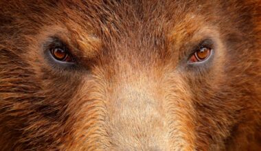 Slovakia’s bear cull plan sparks EU backlash over wildlife protection
