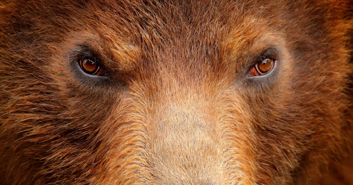 Slovakia’s bear cull plan sparks EU backlash over wildlife protection