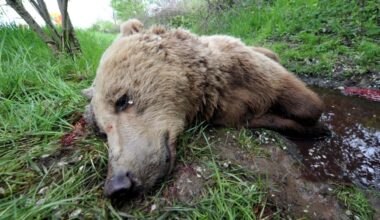 Slovakia reports 17 bear deaths so far this year, hopes for more
