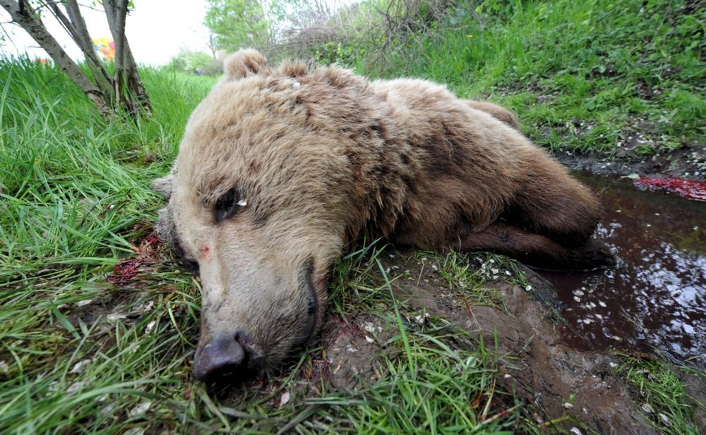 Slovakia reports 17 bear deaths so far this year, hopes for more