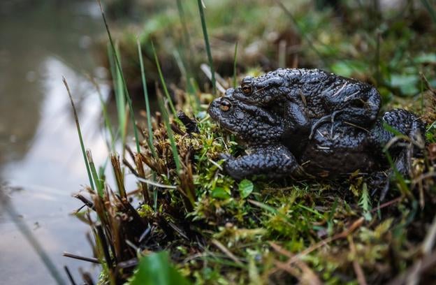 The European toad during its migration near the village of Lietavská Svinná - Babkov, Žilina Region.