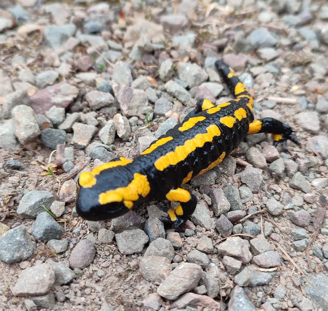 Feuersalamander