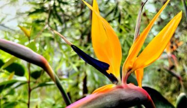 Paradiesvogelblume im Botanischen Garten 🐦‍🔥