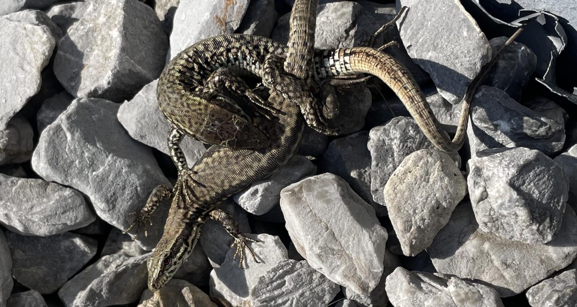 Eidechsen bei der Paarung