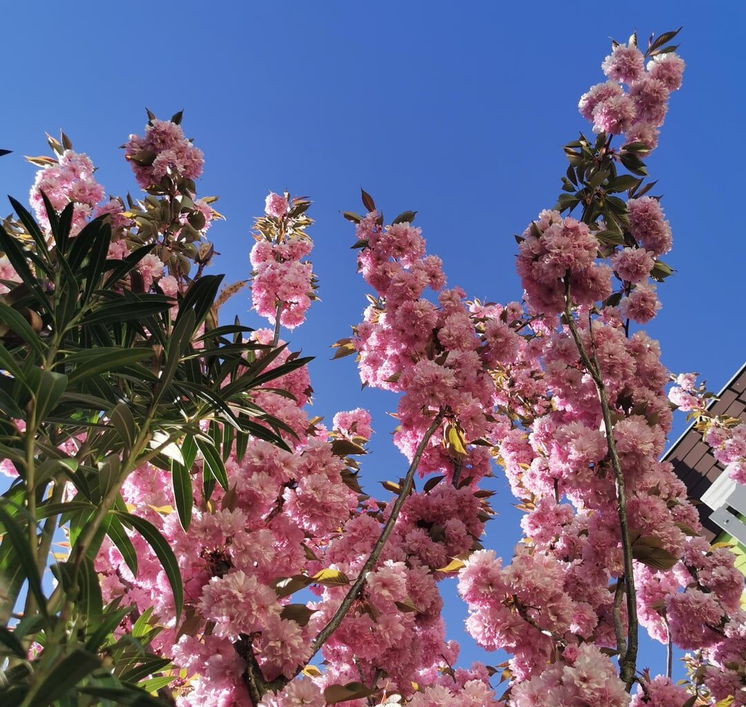 Sakura – ein Hauch von Ewigkeit im Moment