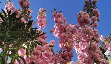 Sakura – ein Hauch von Ewigkeit im Moment