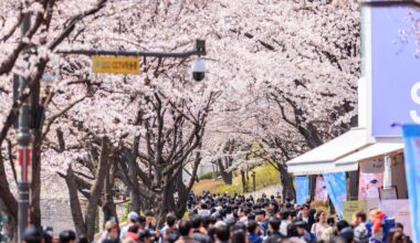 Cherry blossoms in Seoul, S. Korea-Xinhua