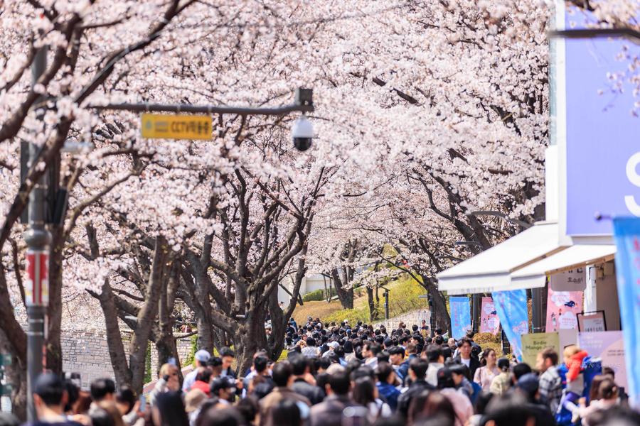 Cherry blossoms in Seoul, S. Korea-Xinhua