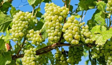 vino eccellenza e motore economico per Italia