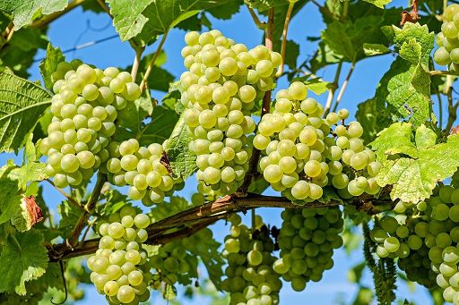 vino eccellenza e motore economico per Italia