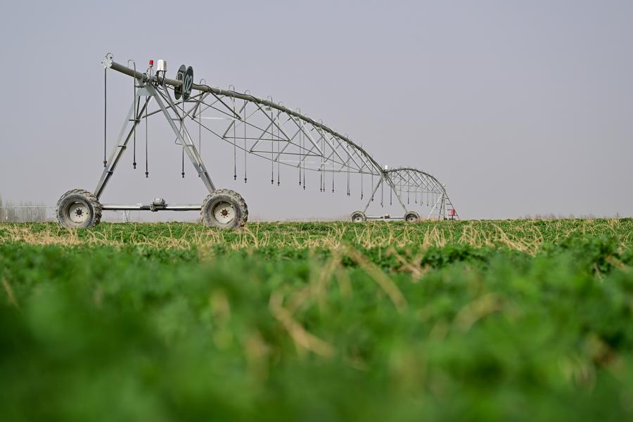 China restores Belgium-sized grasslands annually-Xinhua