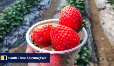 A guide to Korean strawberries, from varieties to what makes them different