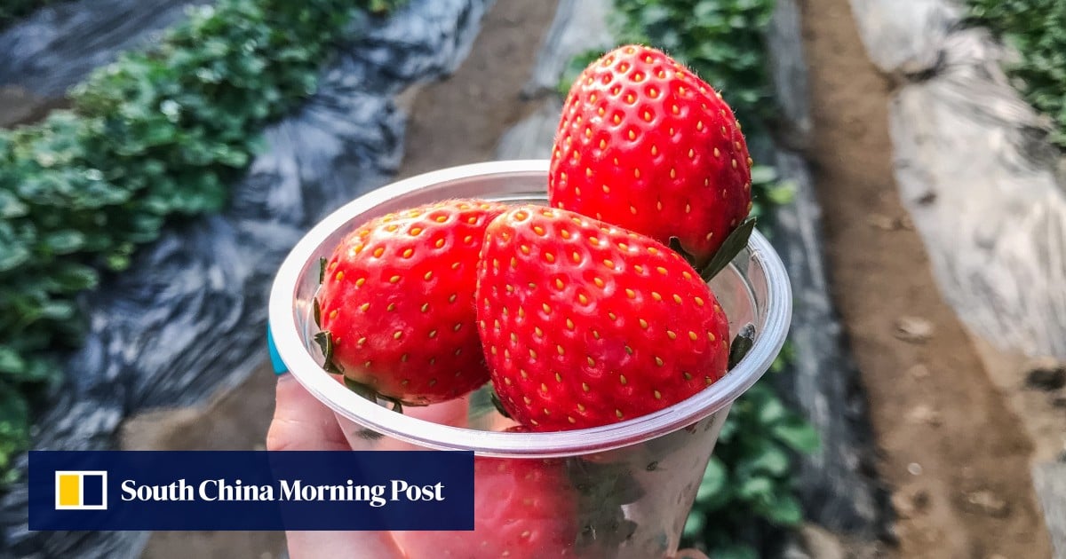 A guide to Korean strawberries, from varieties to what makes them different
