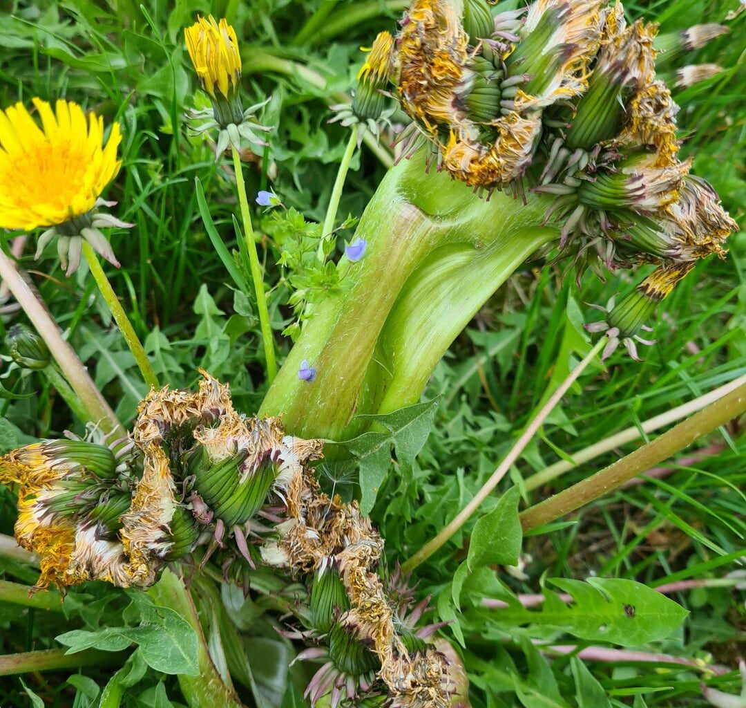 Löwenzahn ja, aber wovon kommemt die Mutation