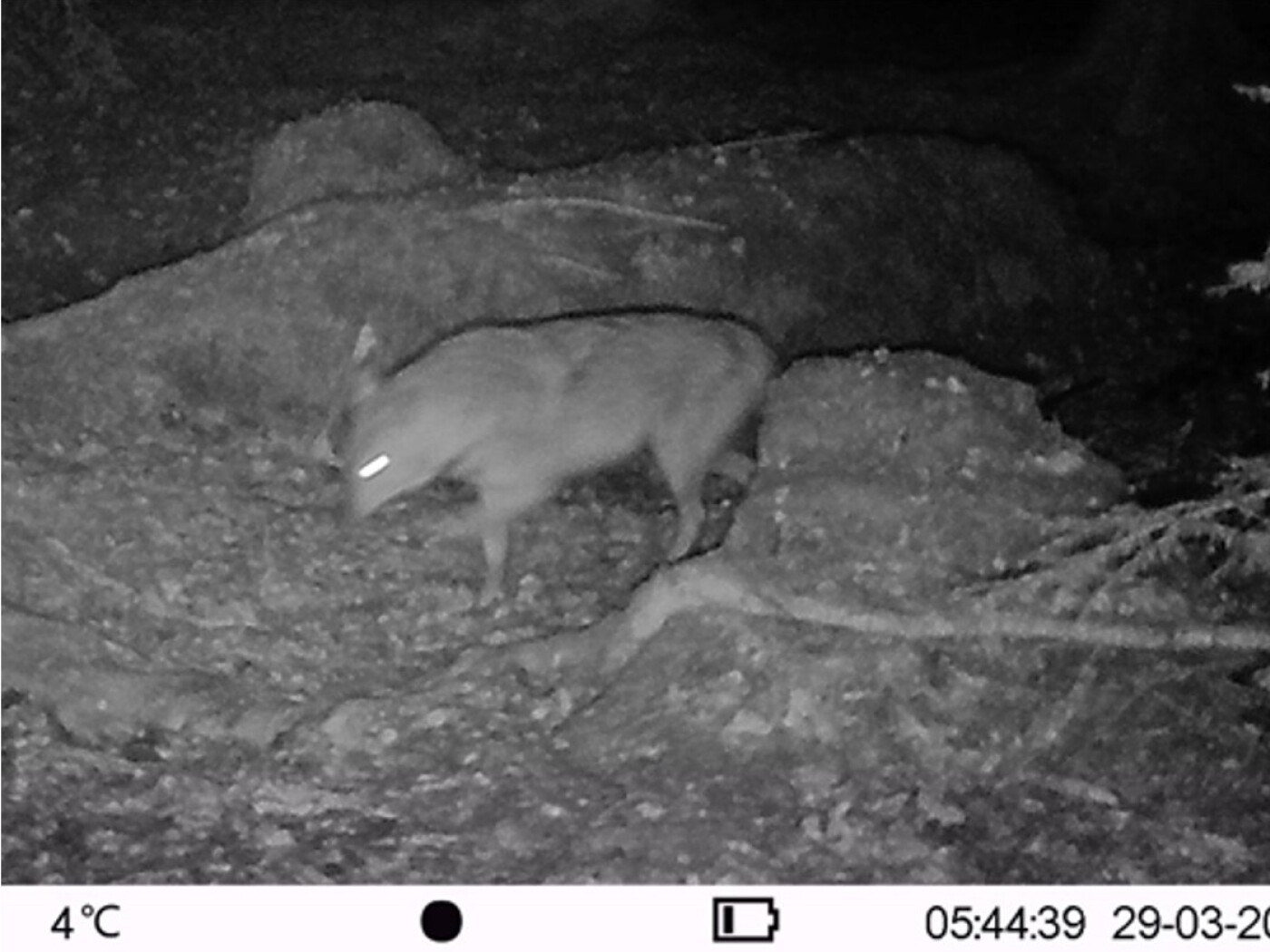 LU: golden jackal caught in photo trap, protected animal