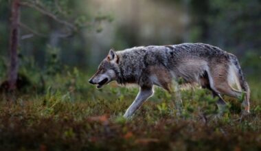 Nederland worstelt, Finland leeft met de wolf. Dit is hoe het daar gaat
